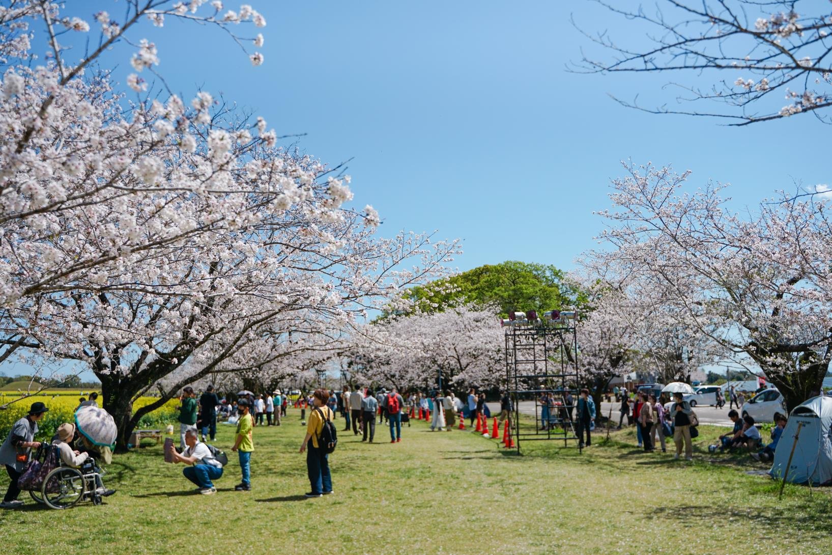 🏞️ 천개성 공원(아마가조 코우엔) 이미지 7